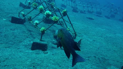 Midnight-snapper-lutjanidae-fish-in-the-blue-sea,-tracking-shot-slowmo