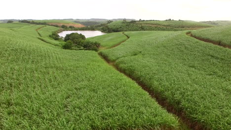 aerial drone rise over sugar cane fields revealing a small dam