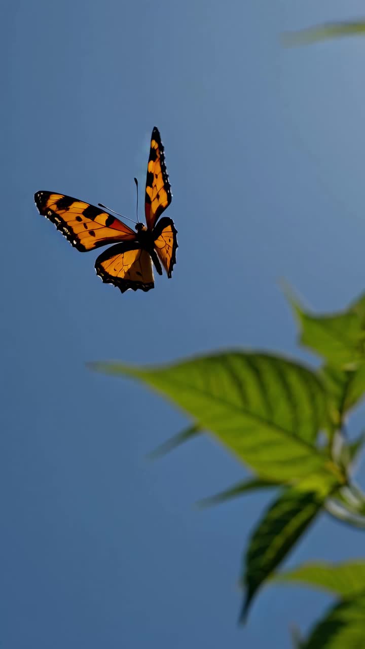 A close-up video captures a vibrant butterfly mid-flight against a clear blue sky, with a low-angle