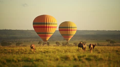 hot air balloon ride flight flying over african wildlife at sunset, adventure holiday vacation in maasai mara national reserve, kenya, africa safari animals in masai mara north conservancy