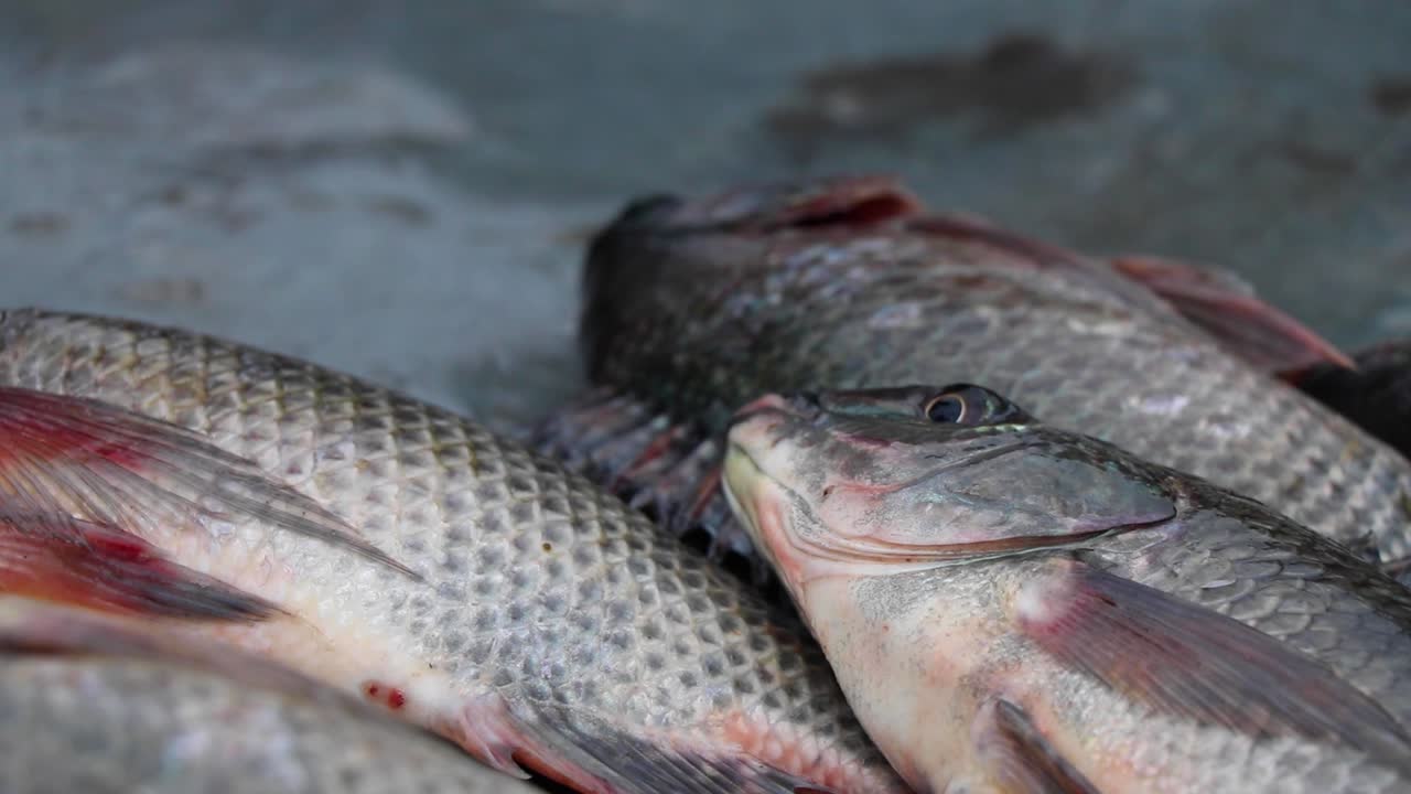 Close-up of fisherman's hand moving Tilapia fish around on a table in Kalangala, Uganda. Fish gasps for air. Gills and fins moving,