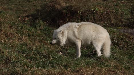 Polarwolf-Beißt-Und-Kaut-Auf-Pelziger-Beute-Slomo