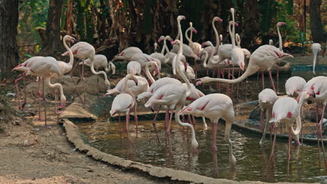 flock of flamingos wading in a pond