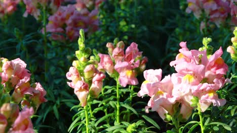 pink snapdragon flowers in a garden