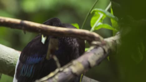 Ground-dwelling-trumpeter-is-seen-grooming-itself-next-to-another-trumpeter,-close-up-shot,-panning-down-to-another-bird