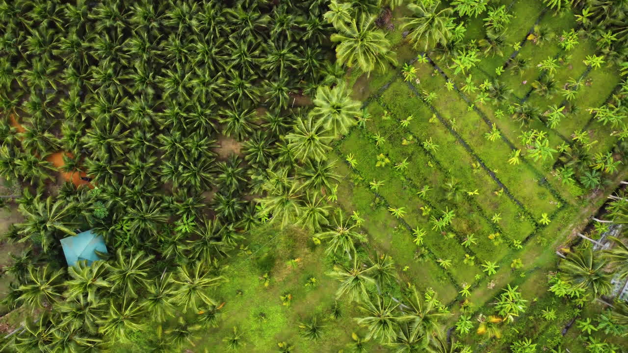 야자수 들판 위의 공중 탑 패닝 뷰