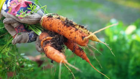 home gardener pulling carrots from soil wearing gloves close up and showing bunch of carrots 4k