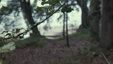 Small-fishing-boat-moored-on-shoreline-within-forestry-JIB-SHOT-RACK-FOCUS