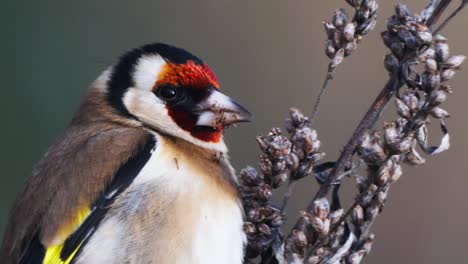 Close-Up-View-Of-Goldfinch-Eating-Plant-Seeds-With-Bokeh-Background