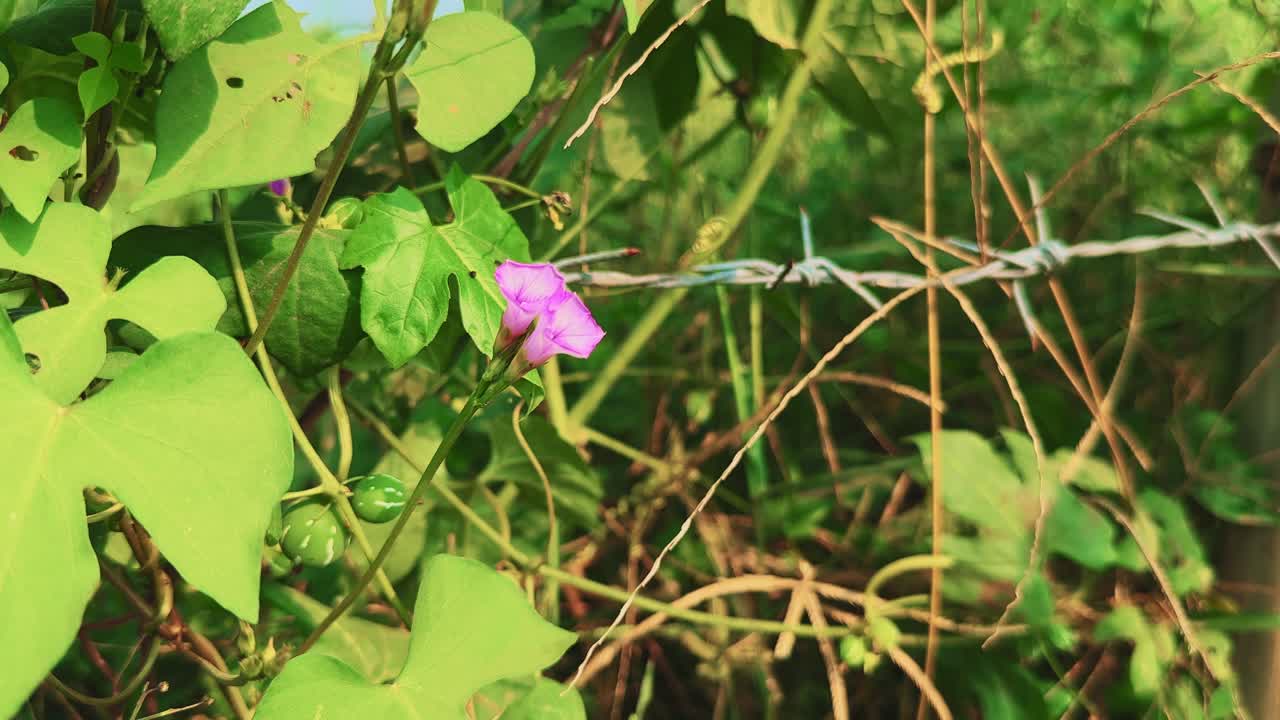 A delicate pink flower of Bryonopsis laciniosa, the Shivlingi vine, blooming beside its green-striped fruits on a barbed wire fence under warm sunlight, depicting beauty and survival in nature