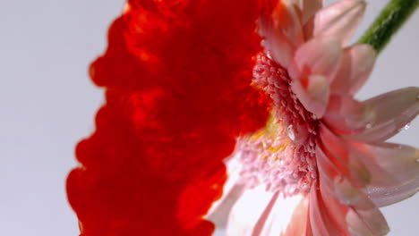 blood pouring into water with pink flower