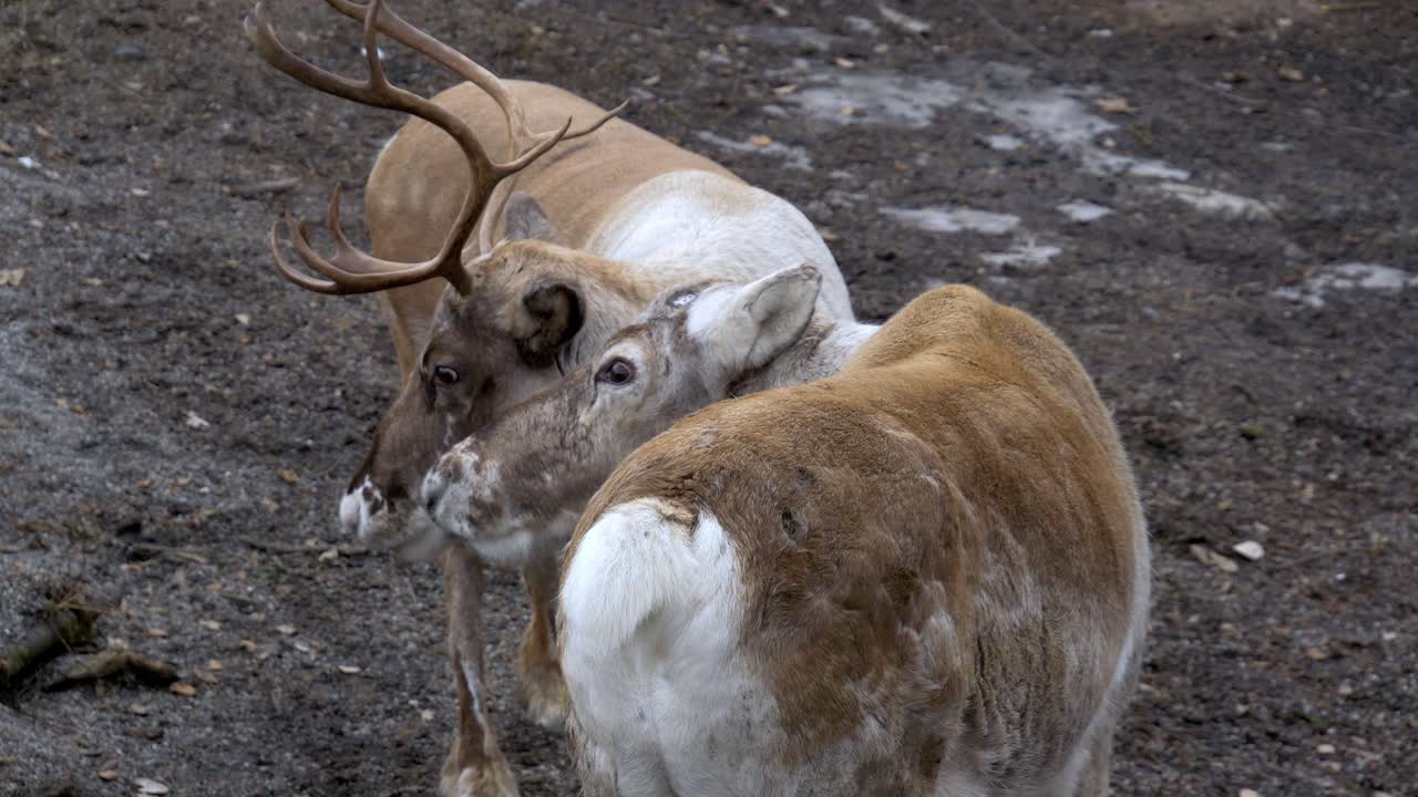 Reindeer female and male with big antlers scratching each others heads