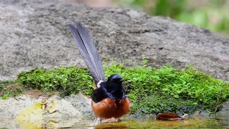 white-rumped shama bathing in the forest during a hot day, copsychus malabaricus, in slow motion