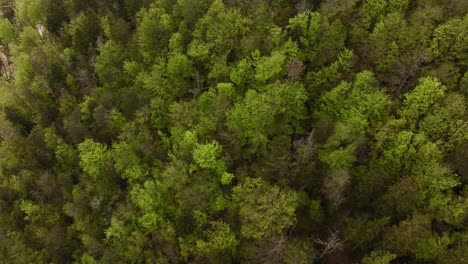 Aerial-of-a-forest-on-a-hill-in-Jura,-Switzerland