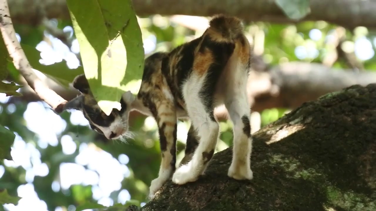 Um gato preto com uma mancha branca e dourada sobe em um galho de mangueira.