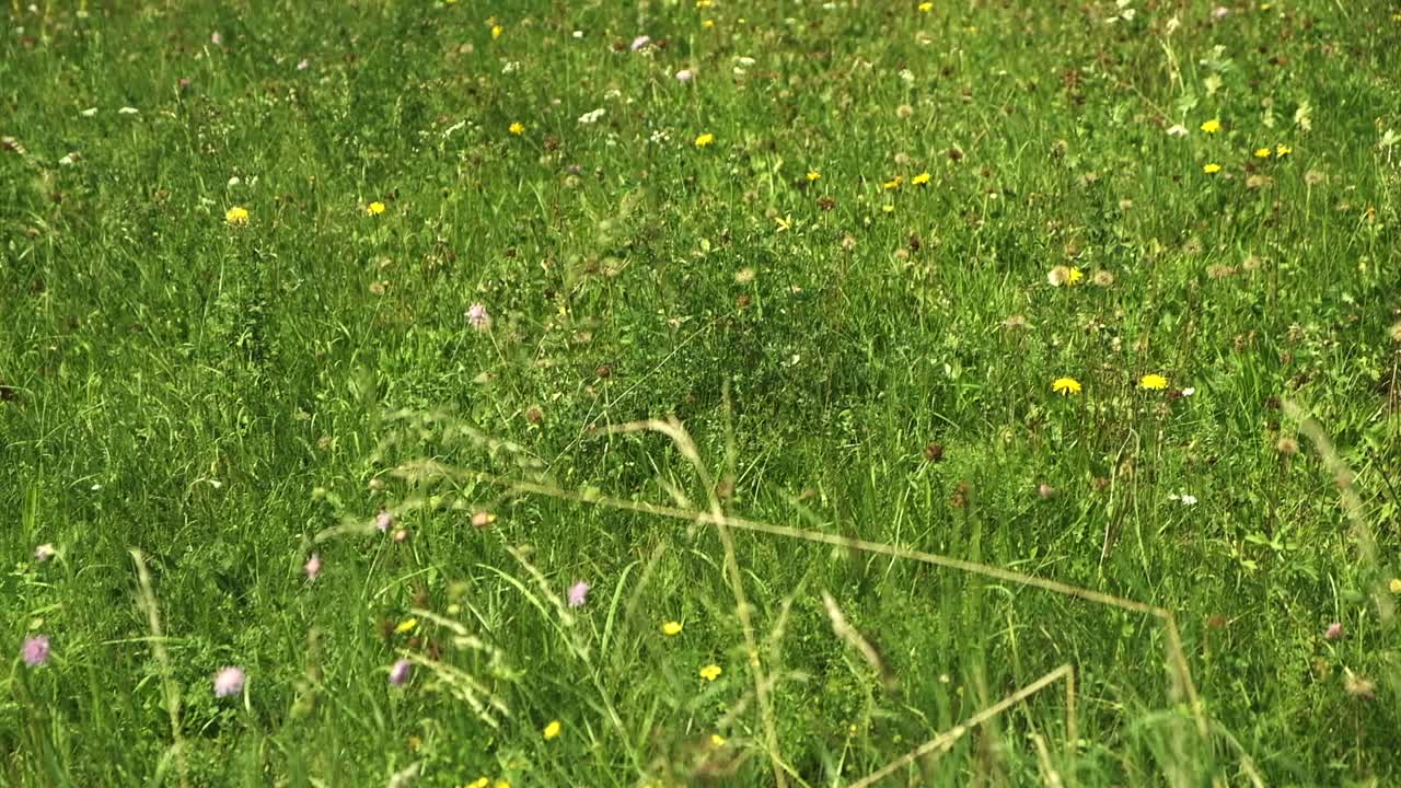 Lush green meadow with wildflowers on a sunny day, evoking tranquility