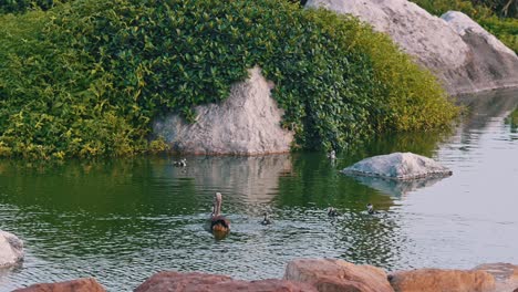 Mother-duck-with-her-chics-in-a-lake-at-a-golf-club-in-Dubai