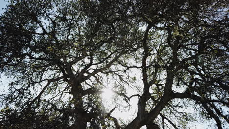 mirando un árbol enorme y hermoso con el sol brillando y proyectando una luz perfecta