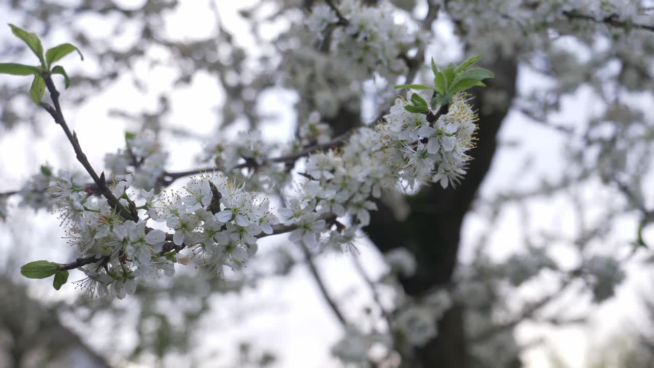 ramo di albero a fiori bianchi dell'albero mirabelle