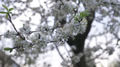 white blooming tree branch of mirabelle tree