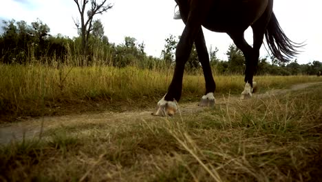 big beautiful brown horse hoof