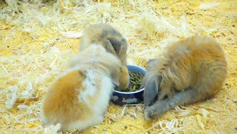 pequeños conejos comen y se divierten en el corral