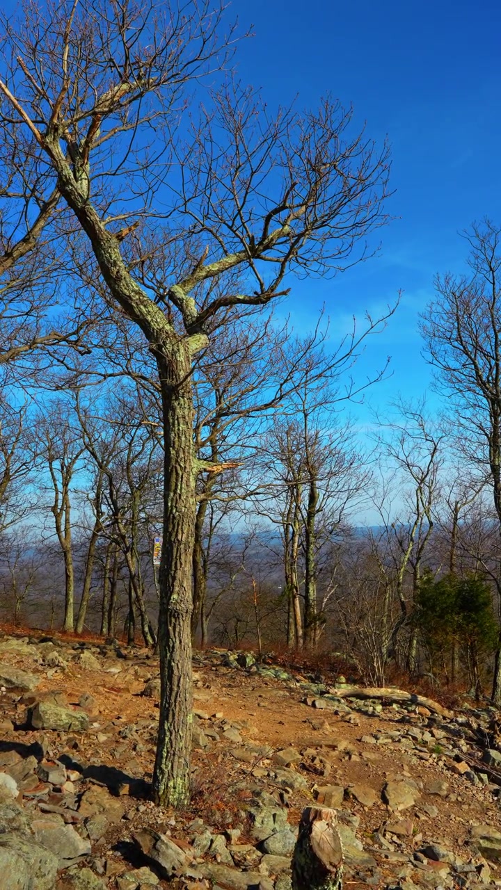 Rotsachtig wandelpad door kaal bos op berghelling. Verticaal shot van een stenig pad met bladloze bomen en een helderblauwe lucht