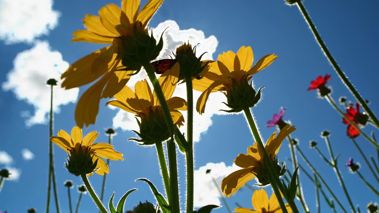 Video inquadratura dal basso verso l'alto di vivaci fiori di campo su un cielo blu brillante, che cattura un'atmosfera vivace e fresca