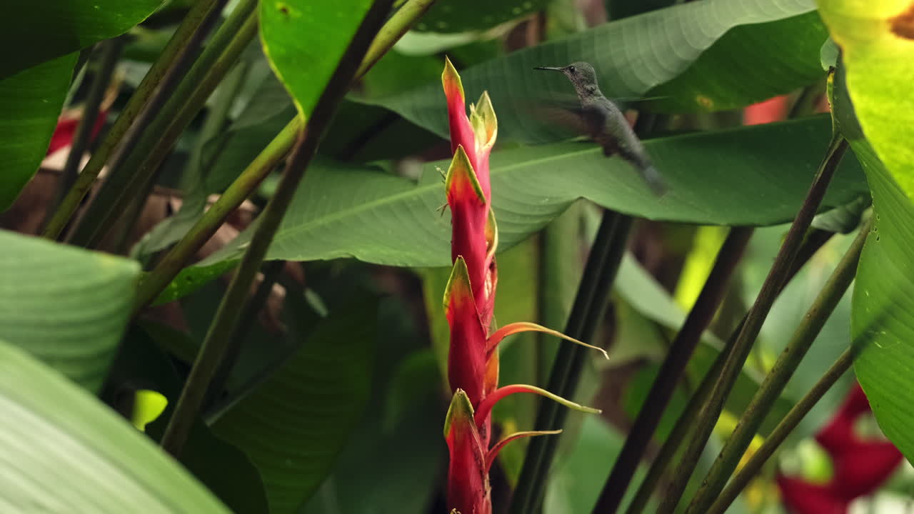 colibrí de cola rufa alimentándose de flores coloridas en la selva tropical