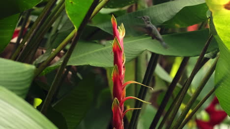 Rufous-Tailed-Hummingbird-feeding-on-colorful-flower-in-rain-forest