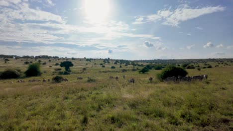 Weite-Savanne-Mit-Blauem-Himmel-Und-Zebras