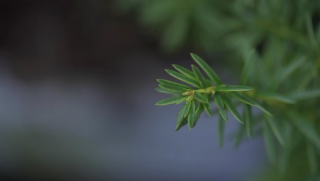 Planta-Verde-Aislada-En-Un-Delicioso-Jardín,-Poca-Profundidad-De-Campo.