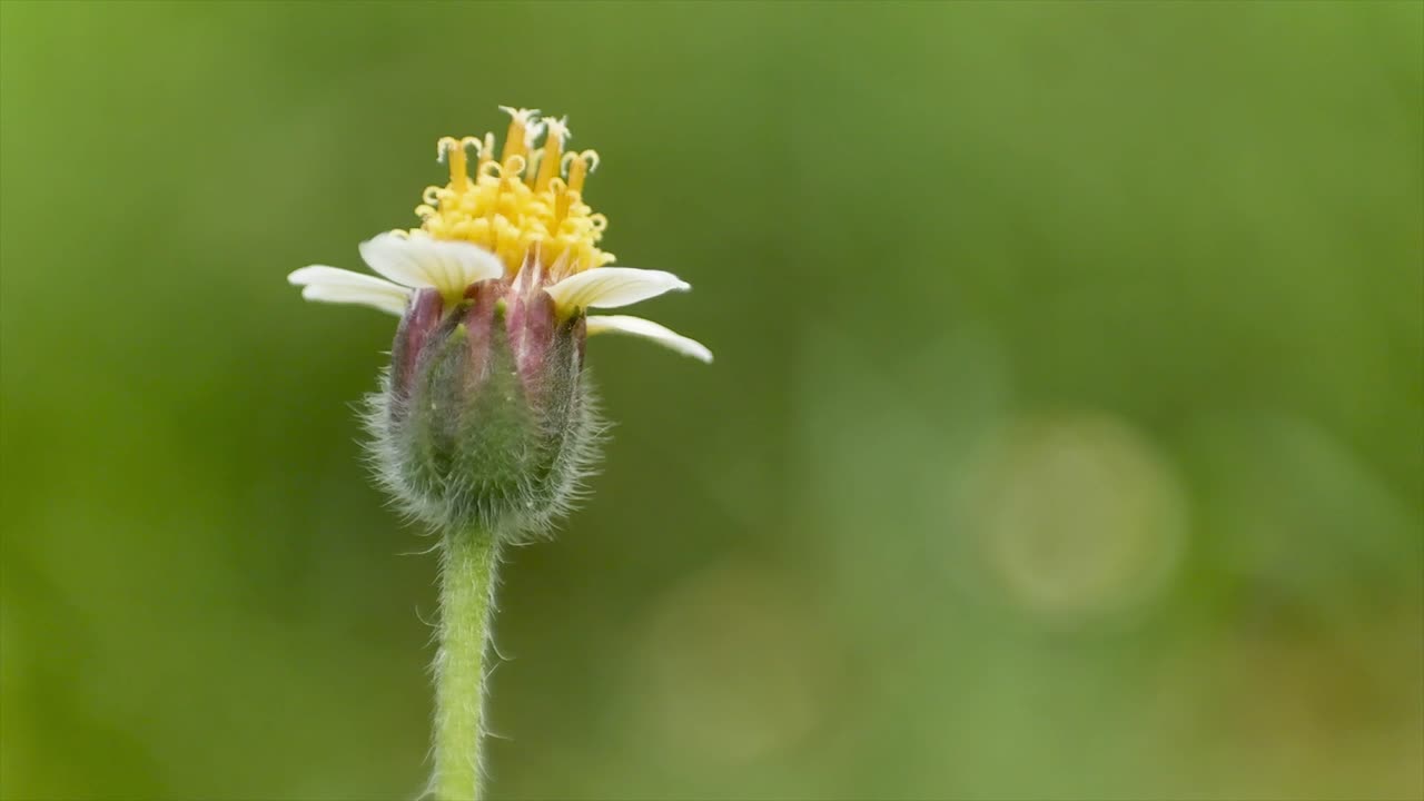 tridax procumbens, 식물은 3개의 이빨 광선 꽃이 있는 데이지 같은 노란색 중심의 흰색 또는 노란색 꽃을 맺습니다.