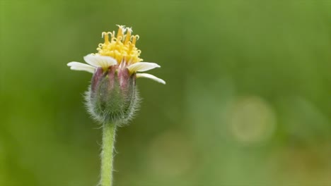 tridax procumbens, die pflanze trägt gänseblümchenartige, gelb zentrierte, weiße oder gelbe blüten mit dreizähnigen zungenblüten