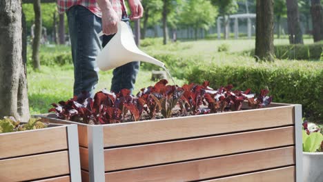 A farmer sprays water on red lettuce closeup