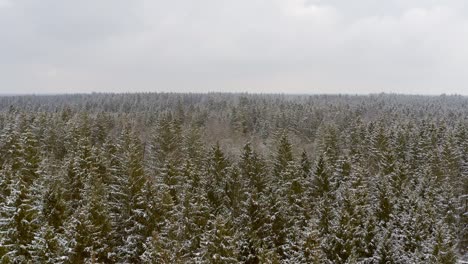 flying low over a snow covered conifer tree wide forest, idyllic place in the winter season