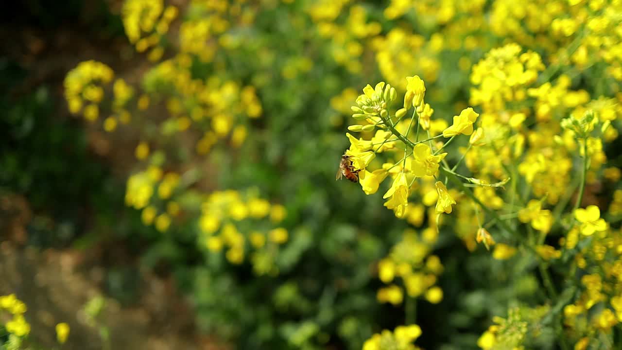 abeja recogiendo néctar y polen de la flor de colza, cierre estático