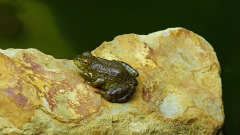 Statisches-Video-Eines-Jugendlichen-Grünen-Frosches-Auf-Felsen