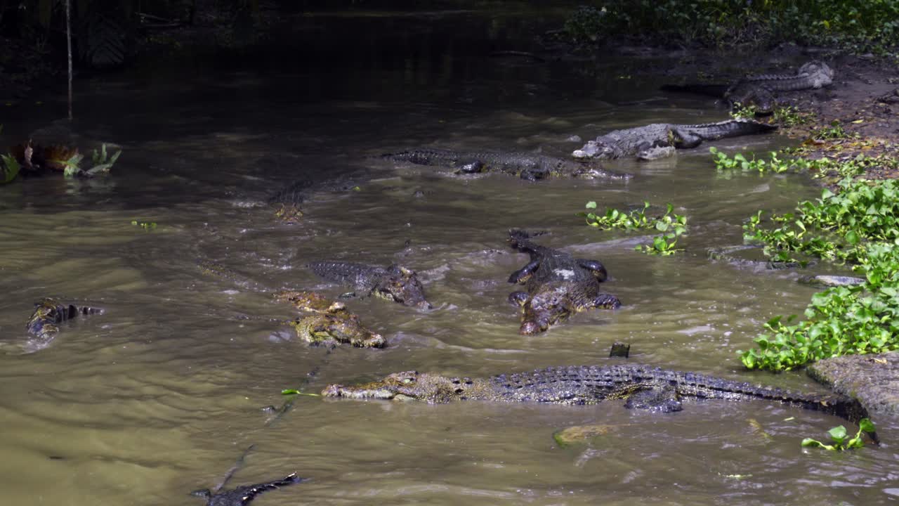 alimentando el flotador de cocodrilos en el agua en la granja de cocodriles barnacles en teritip, balikpapan, indonesia