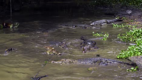 Alimentando-El-Flotador-De-Cocodrilos-En-El-Agua-En-La-Granja-De-Cocodrilos-Percebes-En-Teritip,-Balikpapan,-Indonesia