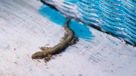 Ants-scavenging-off-dead-body-of-gecko,-shallow-focus-shot