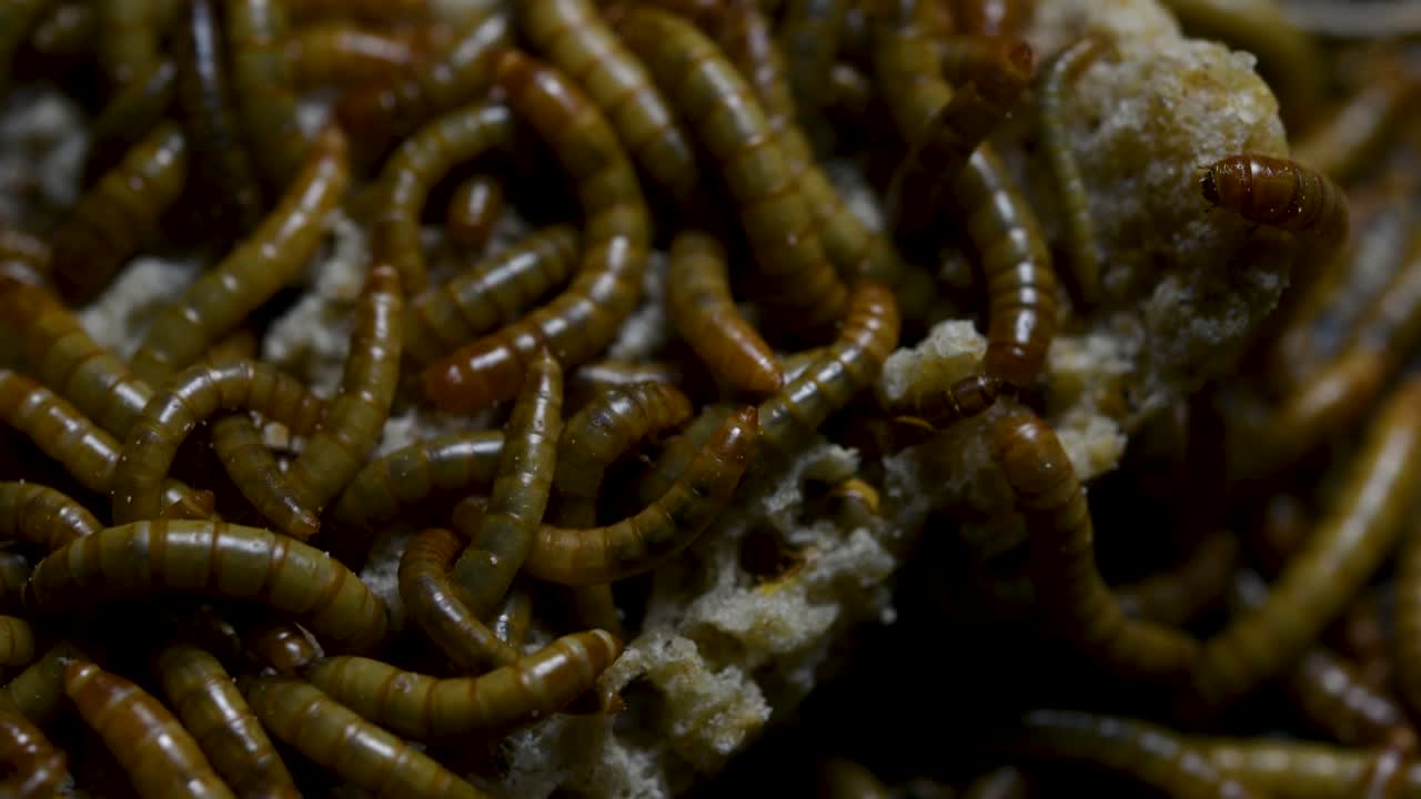 O Tenebrio é uma espécie de besouro Tenebrionidae usado para alimentar animais de estimação como peixes, cobras, pássaros e sapos.