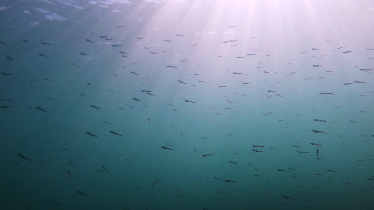 백그라운드에서 태양과 alcudia에서 스페인 마요르카 해안에서 지중해에 작은 물고기 학교의 수중보기