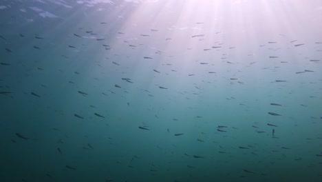 Unterwasseransicht-Kleiner-Fischschwärme-Im-Mittelmeer-An-Der-Küste-Von-Mallorca-In-Spanien-Bei-Alcudia-Mit-Sonne-Im-Hintergrund