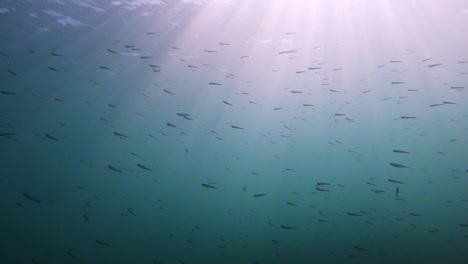 vista submarina de una pequeña escuela de peces en el mar mediterráneo en la costa de mallorca en españa en alcudia con sol en el fondo