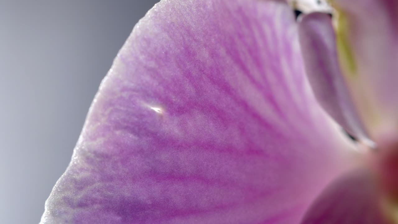 pétalo de flor de orquídea phalaenopsis rosa con venas, vista de detalle macro