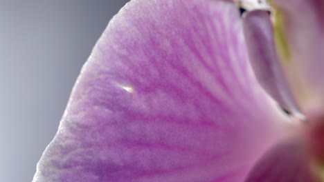 pink phalaenopsis orchid flower petal with veins, macro detail view