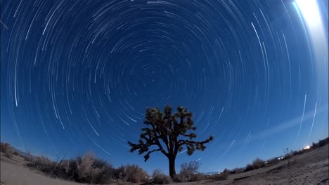 Los-Senderos-De-Luz-Estelar-Hacen-Círculos-En-El-Cielo-Alrededor-De-La-Estrella-Del-Norte-Con-Un-árbol-De-Joshua-En-Primer-Plano---Lapso-De-Tiempo-De-Exposición-Prolongado