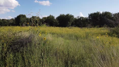 Toma-Fija-De-Pradera-Con-Arbustos-Quebradizos-Y-Malezas-Altas-En-Un-Día-De-Verano,-Brisa-Ligera-Con-árboles-En-El-Fondo