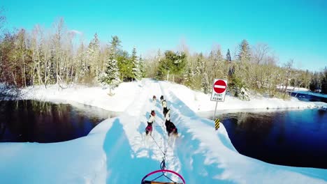 siberian dog pulling sleigh